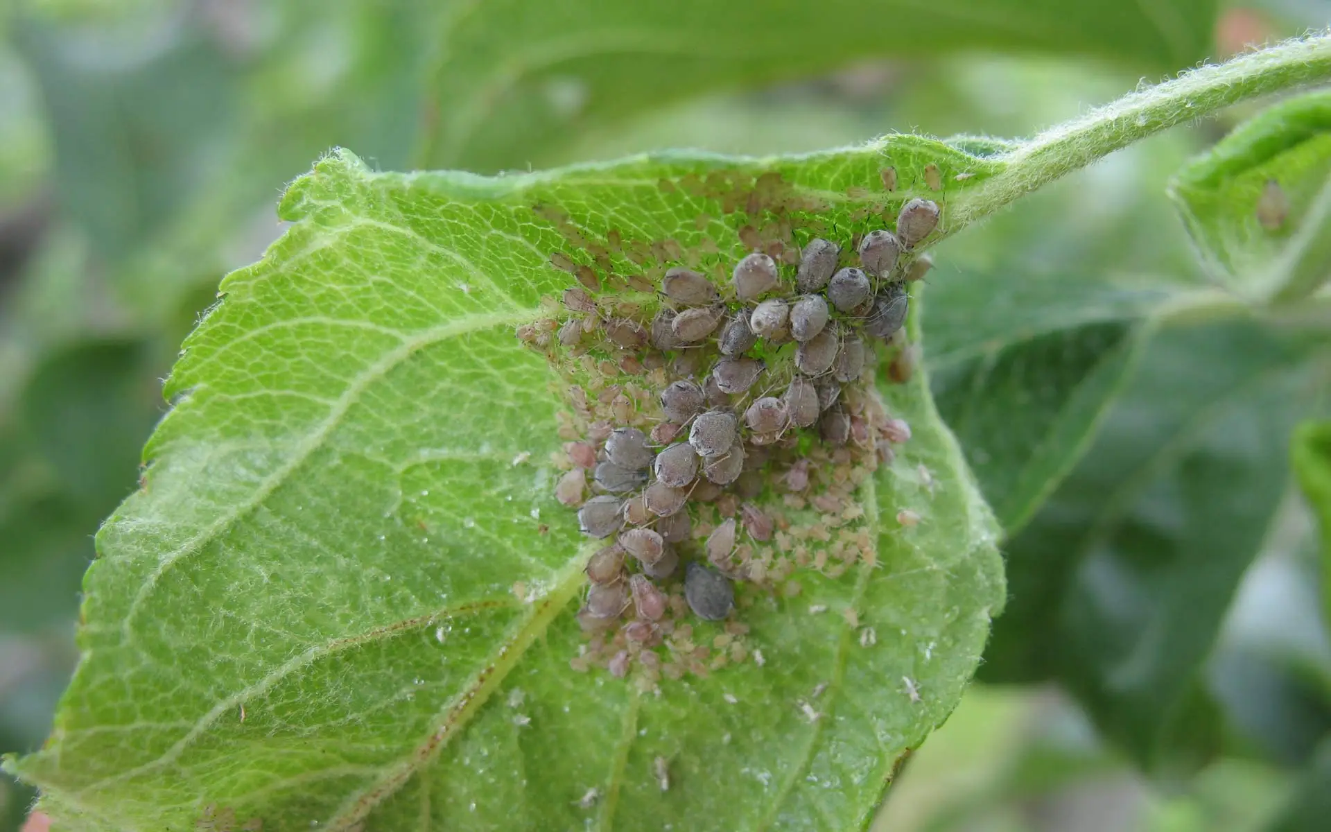 Come evitare la proliferazione di afidi sul balcone senza usare prodotti chimici Come evitare la proliferazione di afidi sul balcone senza usare prodotti chimici