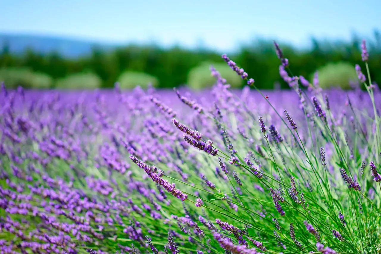 Solo chi conosce questo rimedio salva la lavanda dal caldo estremo senza irrigatori Solo chi conosce questo rimedio salva la lavanda dal caldo estremo senza irrigatori