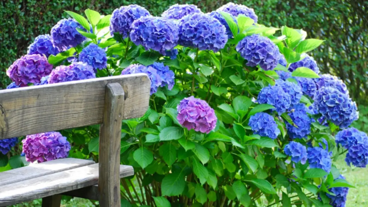 Vuoi ortensie fiorite per mesi? Ecco la soluzione ecologica che pochi conoscono Vuoi ortensie fiorite per mesi? Ecco la soluzione ecologica che pochi conoscono