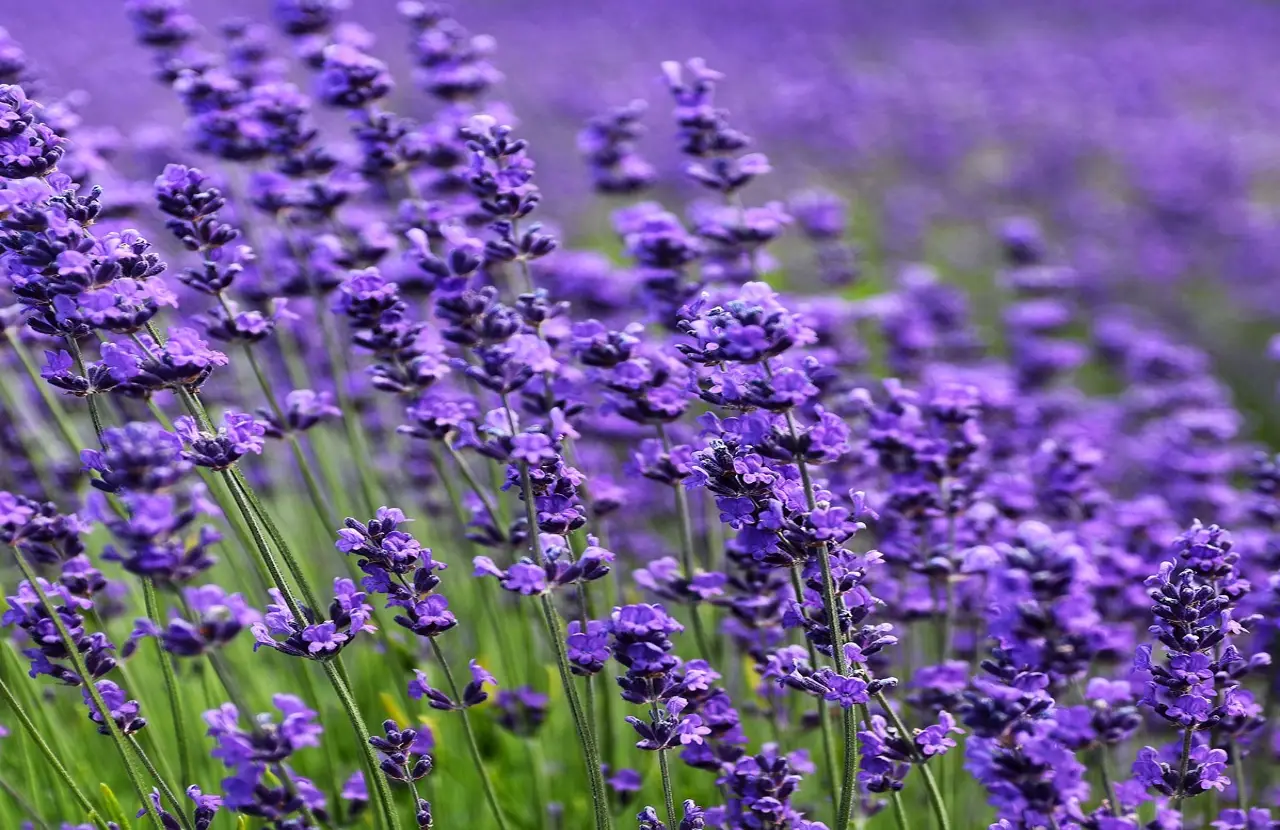 Scopri l’errore che tanti commettono potando la lavanda: come evitarlo facilmente Scopri l’errore che tanti commettono potando la lavanda: come evitarlo facilmente