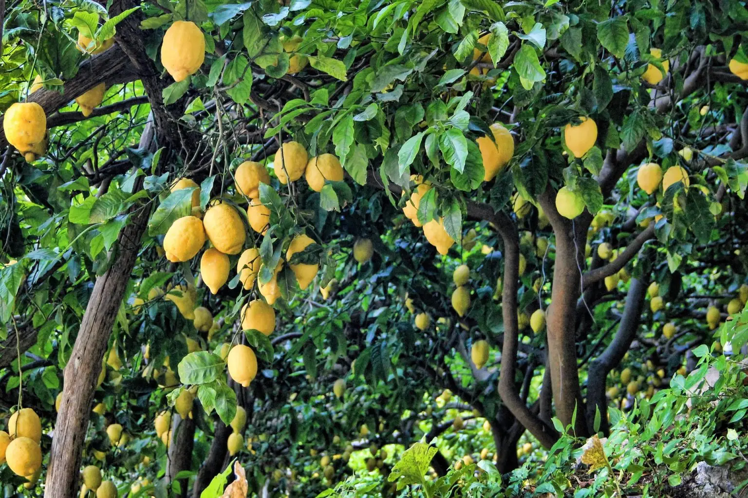 Sconfiggi la cocciniglia sul limone: tecnica naturale e veloce per salvare le foglie Sconfiggi la cocciniglia sul limone: tecnica naturale e veloce per salvare le foglie