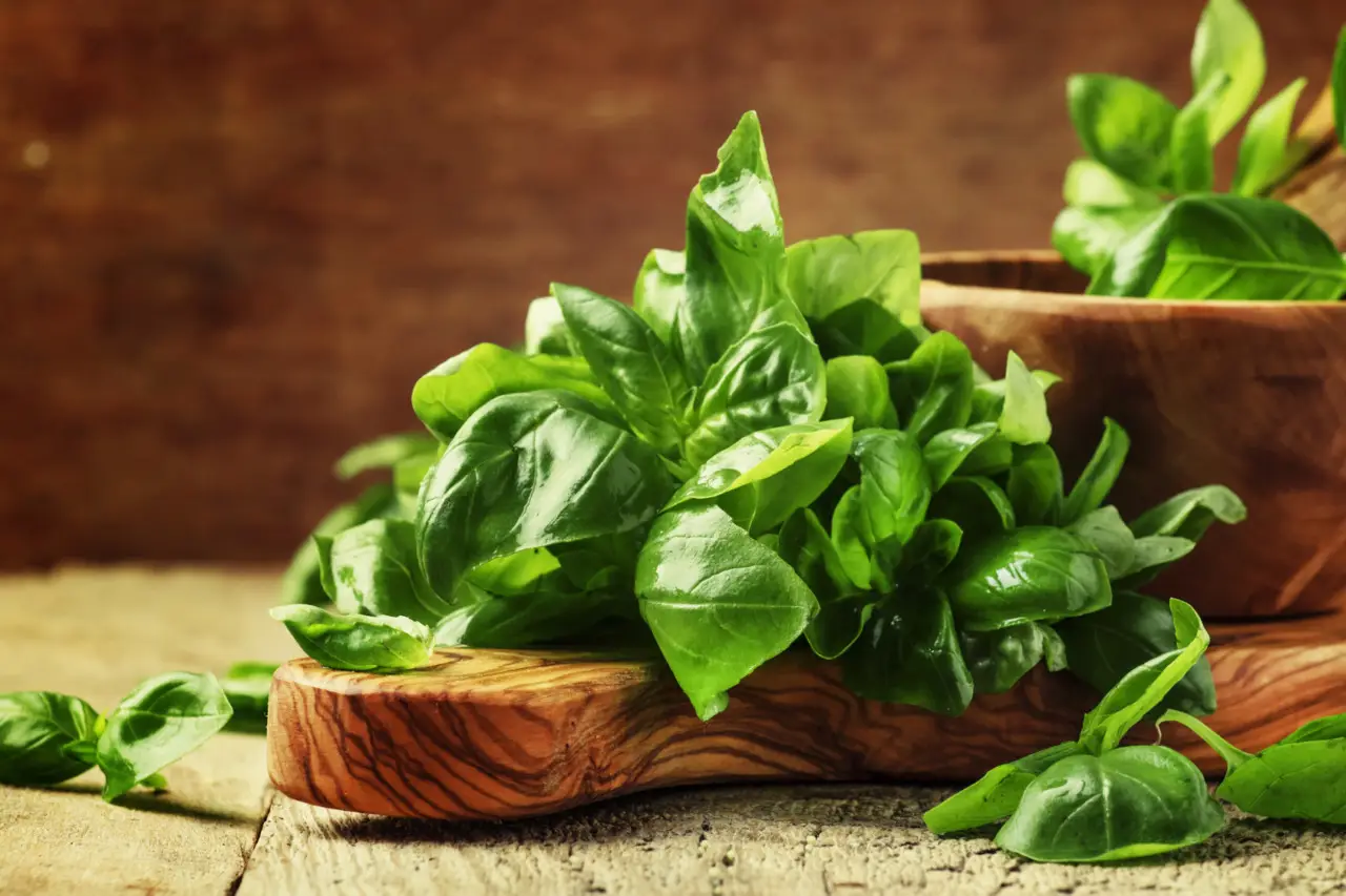 Chi conosce questo trucco assicura foglie di basilico lucenti e senza macchie brune Chi conosce questo trucco assicura foglie di basilico lucenti e senza macchie brune