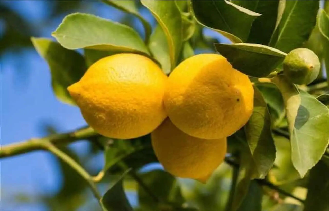 Ottieni da adesso limoni grandi e profumati: il fertilizzante eco che fa davvero la differenza Ottieni da adesso limoni grandi e profumati: il fertilizzante eco che fa davvero la differenza