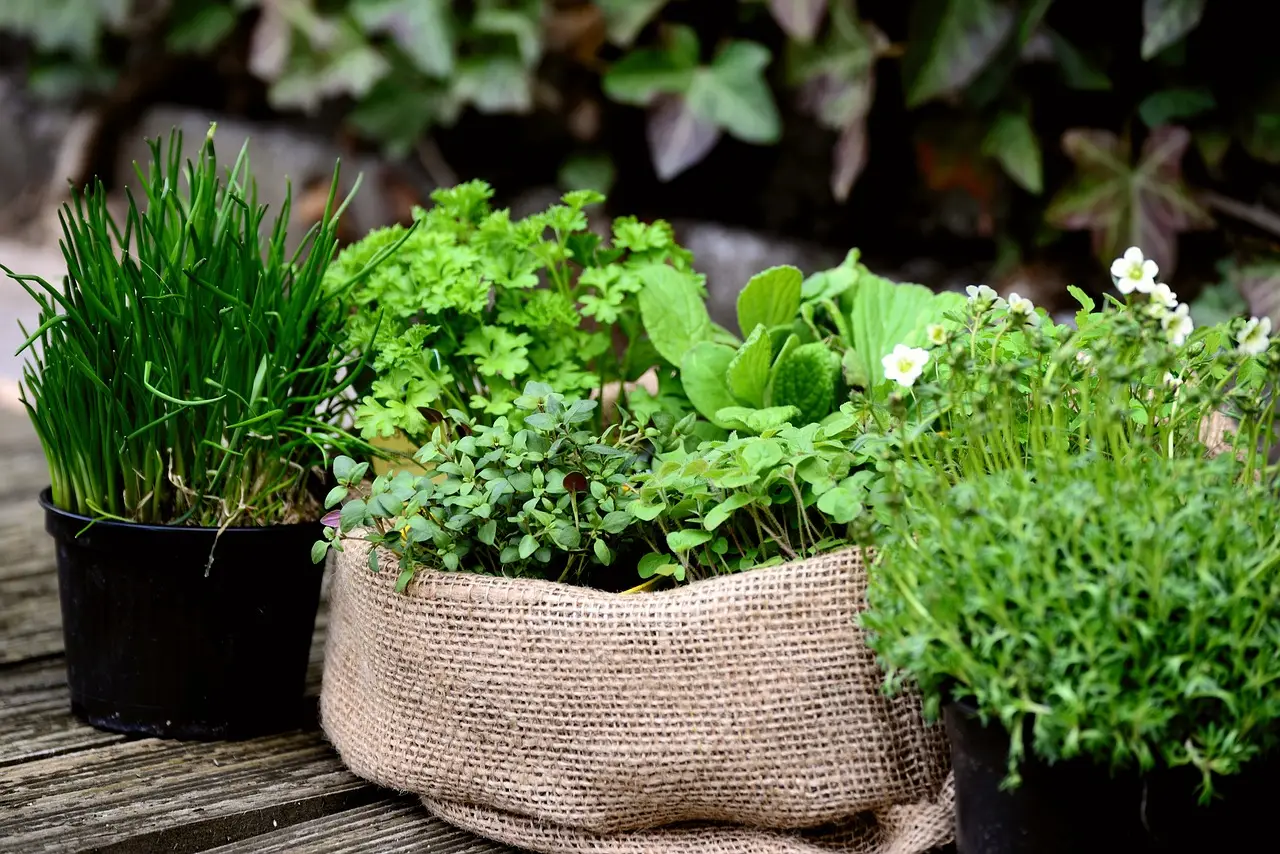 Applica subito questa tecnica per evitare marciume nelle piante aromatiche sul balcone Applica subito questa tecnica per evitare marciume nelle piante aromatiche sul balcone