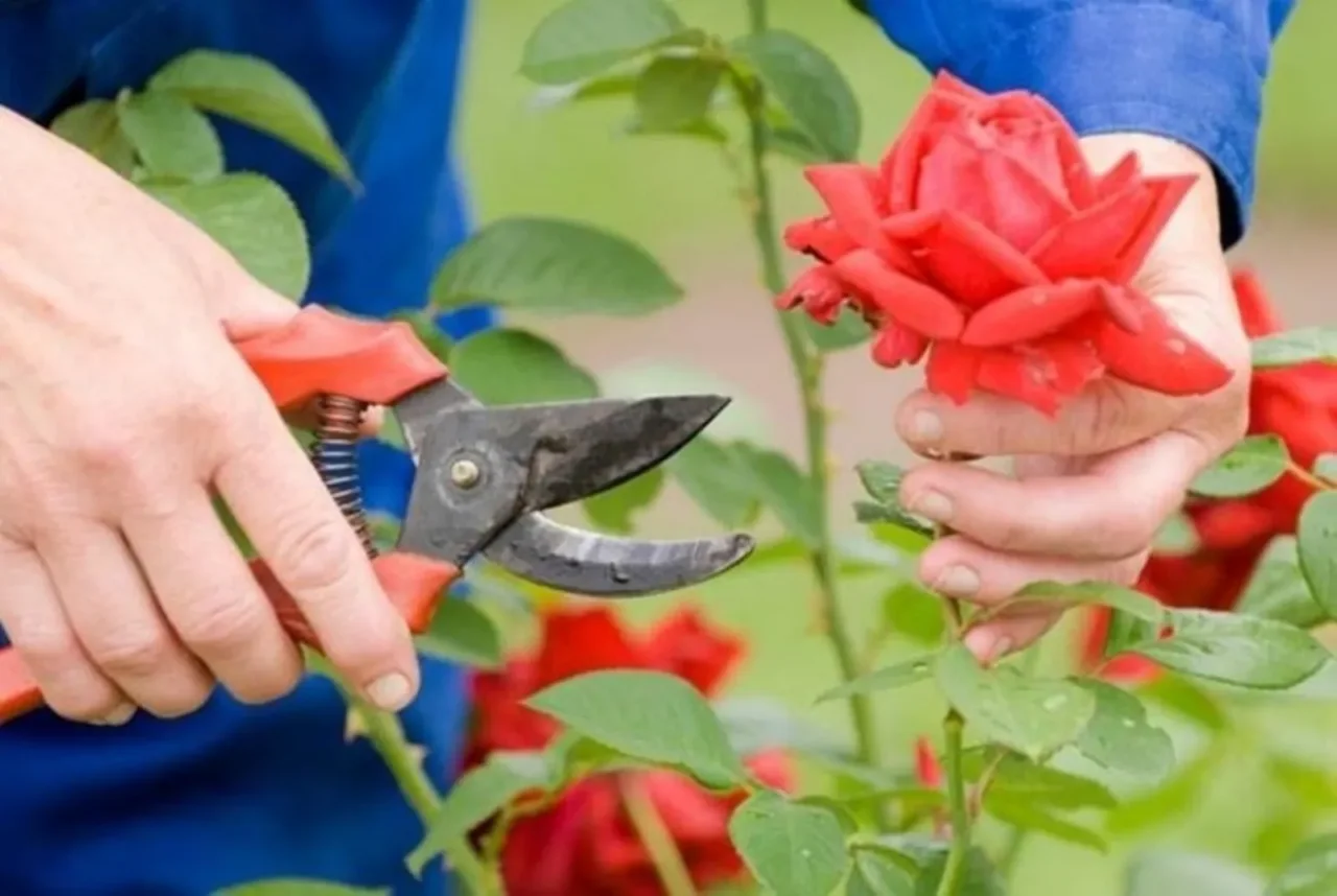 Come non sbagliare la potatura delle rose in balcone: il metodo consigliato da chi sa Come non sbagliare la potatura delle rose in balcone: il metodo consigliato da chi sa