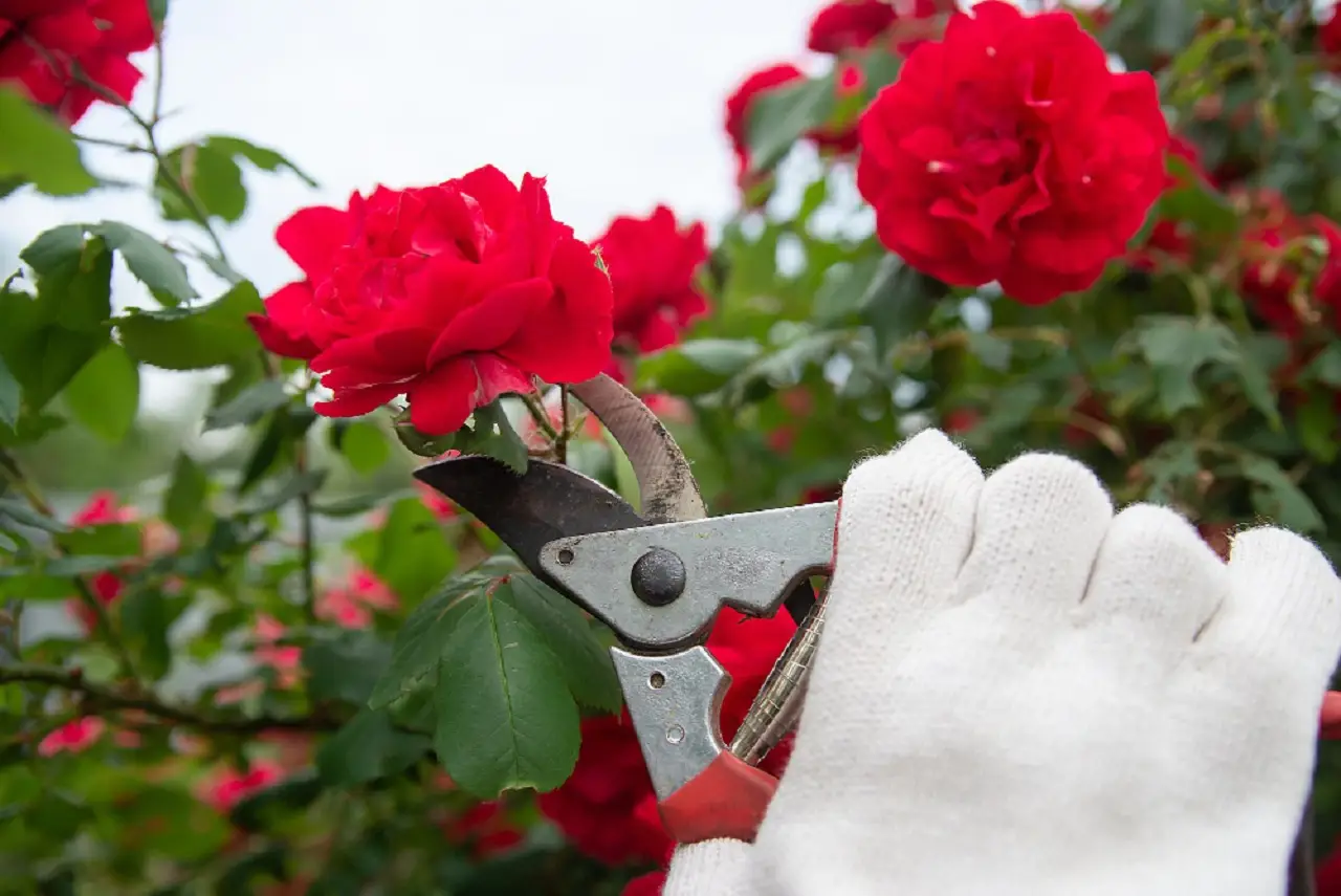 Come non sbagliare la potatura delle rose in balcone: il metodo consigliato da chi sa Come non sbagliare la potatura delle rose in balcone: il metodo consigliato da chi sa