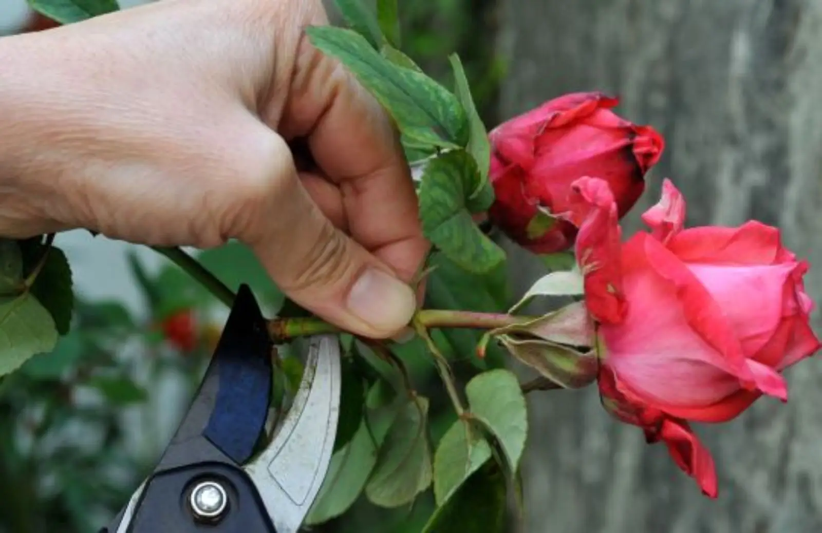 Come non sbagliare la potatura delle rose in balcone: il metodo consigliato da chi sa Come non sbagliare la potatura delle rose in balcone: il metodo consigliato da chi sa