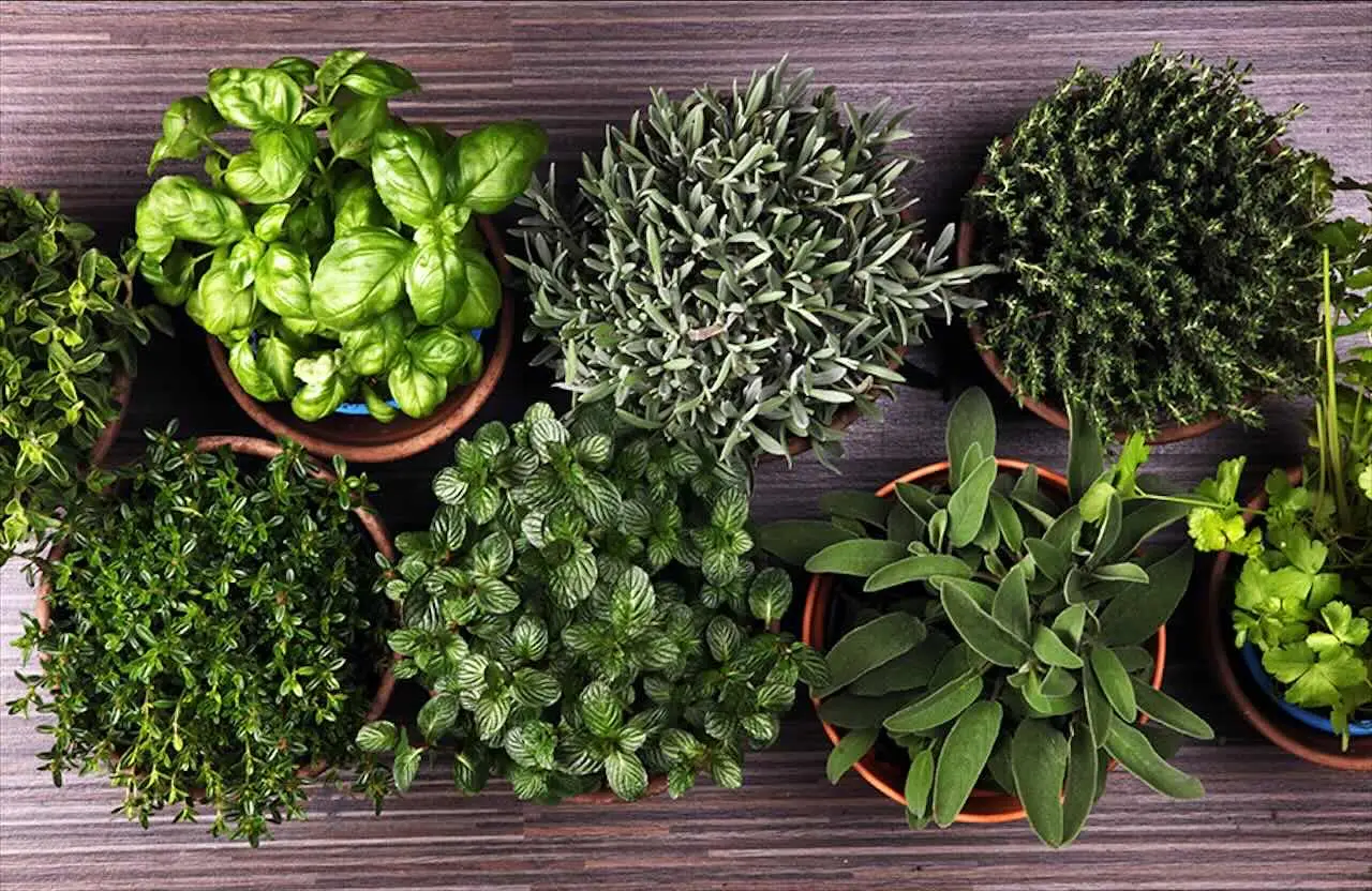 Così previeni il deterioramento delle tue piante aromatiche senza complicazioni inutili Così previeni il deterioramento delle tue piante aromatiche senza complicazioni inutili