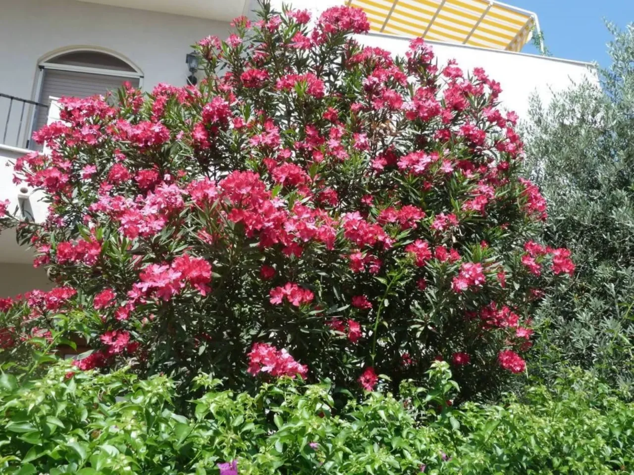 Così previeni il deterioramento delle tue piante aromatiche senza complicazioni inutili Così previeni il deterioramento delle tue piante aromatiche senza complicazioni inutili