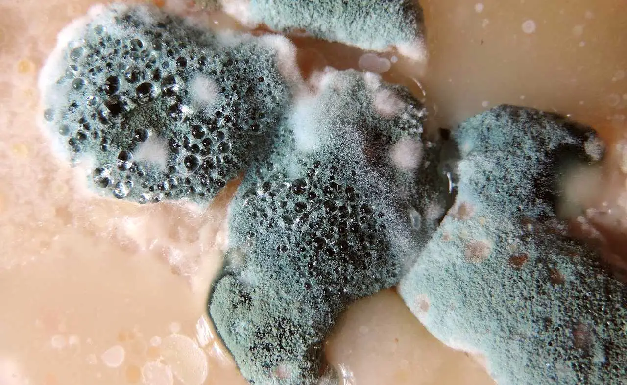 Evita la formazione di muffa sulle scarpe estive: il metodo già testato dai professionisti