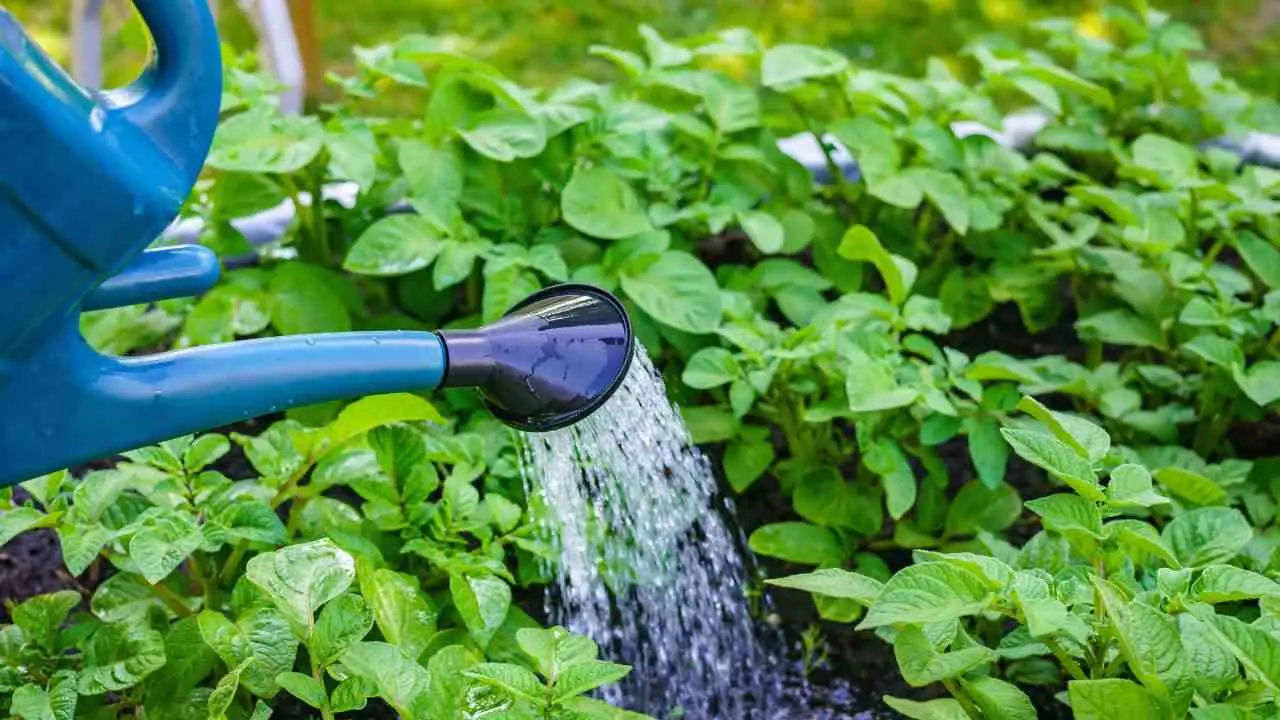 Aggiorna la tua tecnica di innaffiatura per prevenire le foglie gialle: i suggerimenti utili Aggiorna la tua tecnica di innaffiatura per prevenire le foglie gialle: i suggerimenti utili
