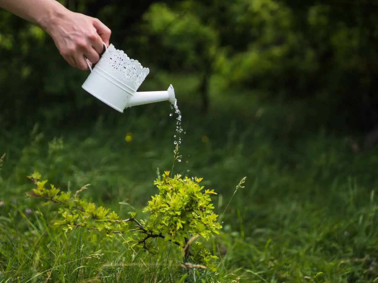 Aggiorna la tua tecnica di innaffiatura per prevenire le foglie gialle: i suggerimenti utili Aggiorna la tua tecnica di innaffiatura per prevenire le foglie gialle: i suggerimenti utili