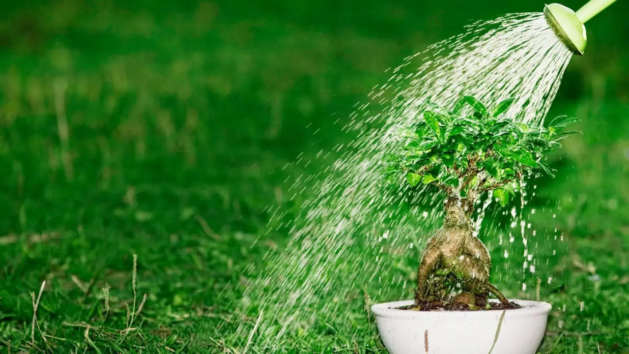 Aggiorna la tua tecnica di innaffiatura per prevenire le foglie gialle: i suggerimenti utili Aggiorna la tua tecnica di innaffiatura per prevenire le foglie gialle: i suggerimenti utili