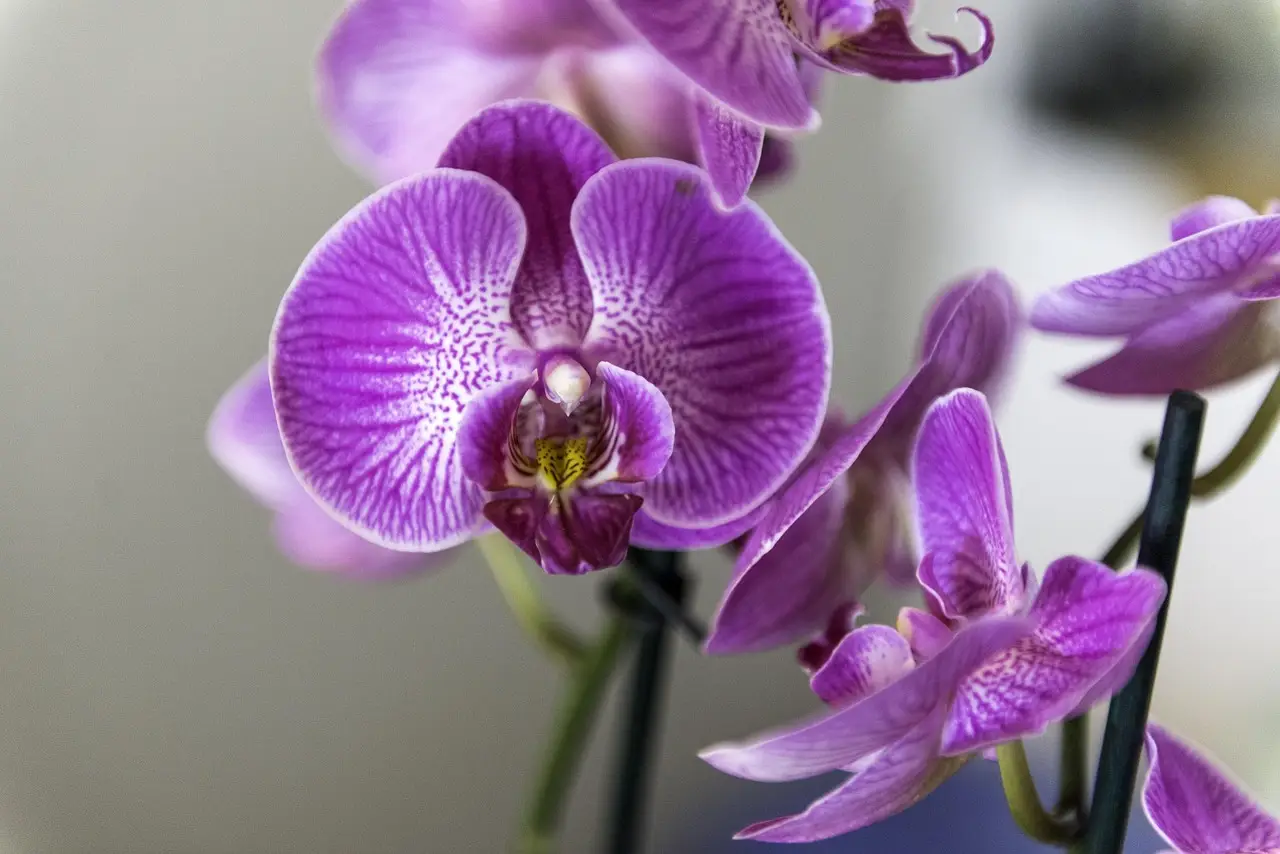 Scopri come proteggere le orchidee dai comuni parassiti con metodi naturali