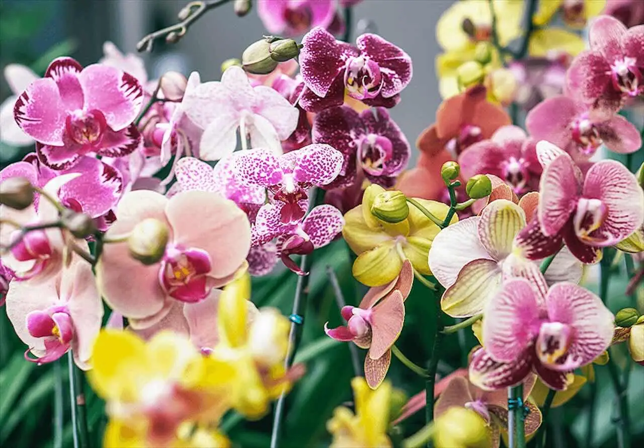 Vuoi orchidee sempre in fiore? Ecco il trucco per stimolare la nuova fioritura