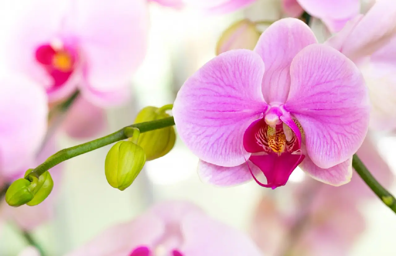 Come preparare un concime organico a costo zero per rinvigorire le tue orchidee