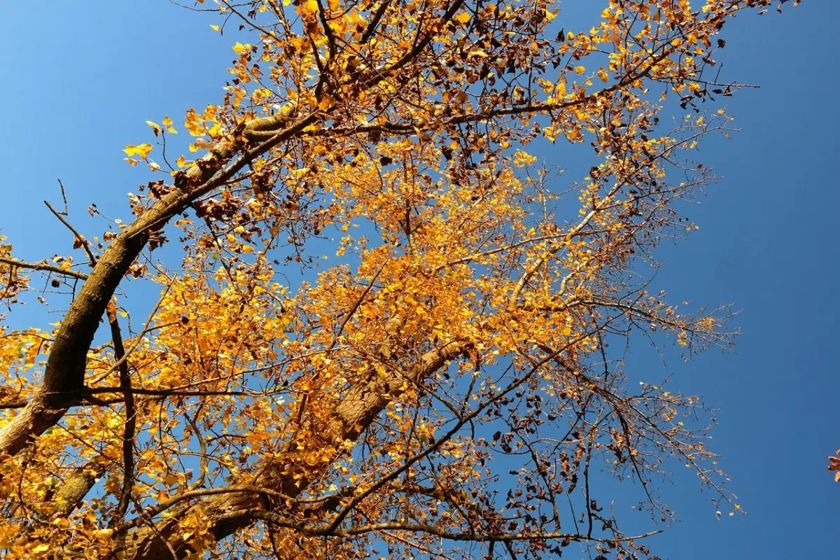 Risolvi rapidamente l’ingiallimento delle foglie con questa semplice soluzione