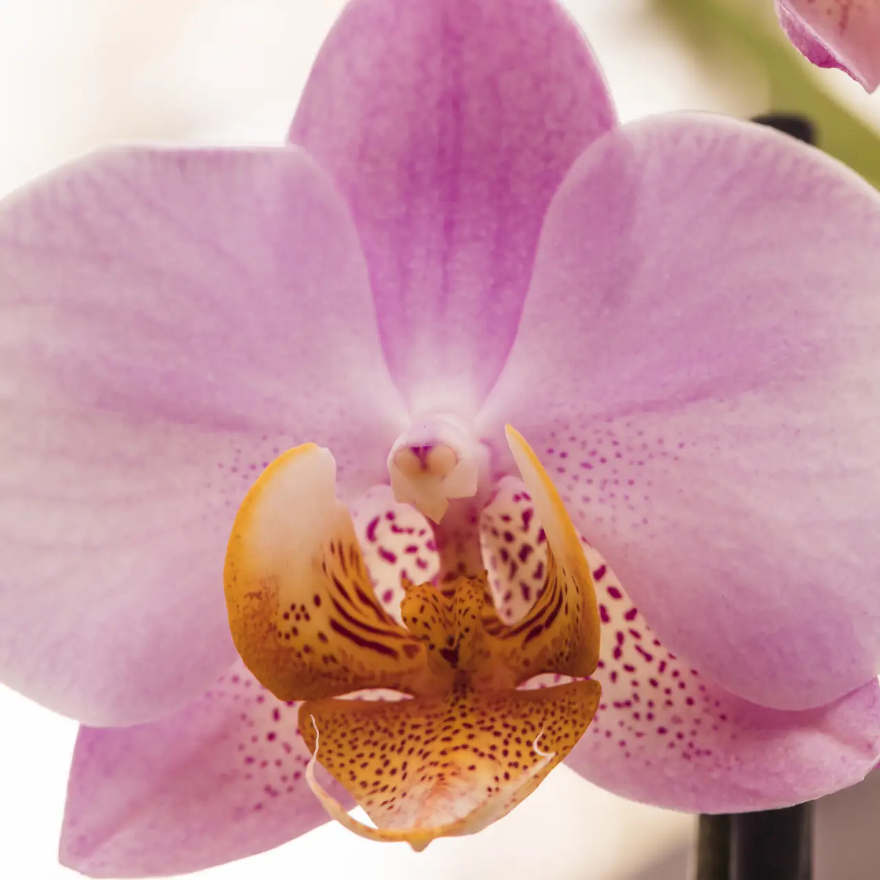 Correggi gli errori più comuni nella coltivazione di orchidee: guida pratica aggiornata