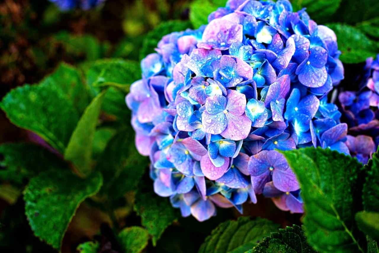 Vuoi ortensie ricche di fiori? Prova questa tecnica facile con fondi di caffè