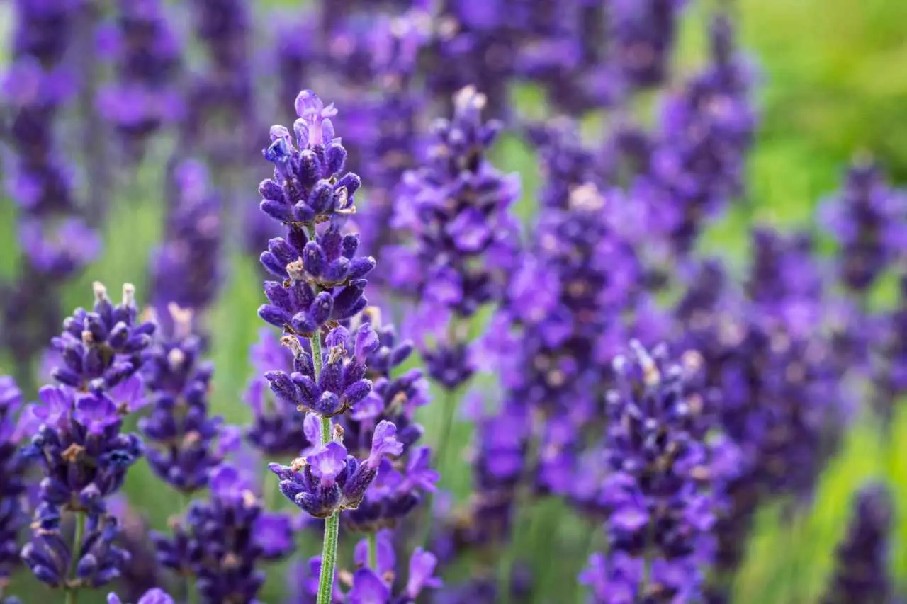 Semplice soluzione a costo zero: pianta la lavanda e proteggi casa dagli ospiti molesti Semplice soluzione a costo zero: pianta la lavanda e proteggi casa dagli ospiti molesti