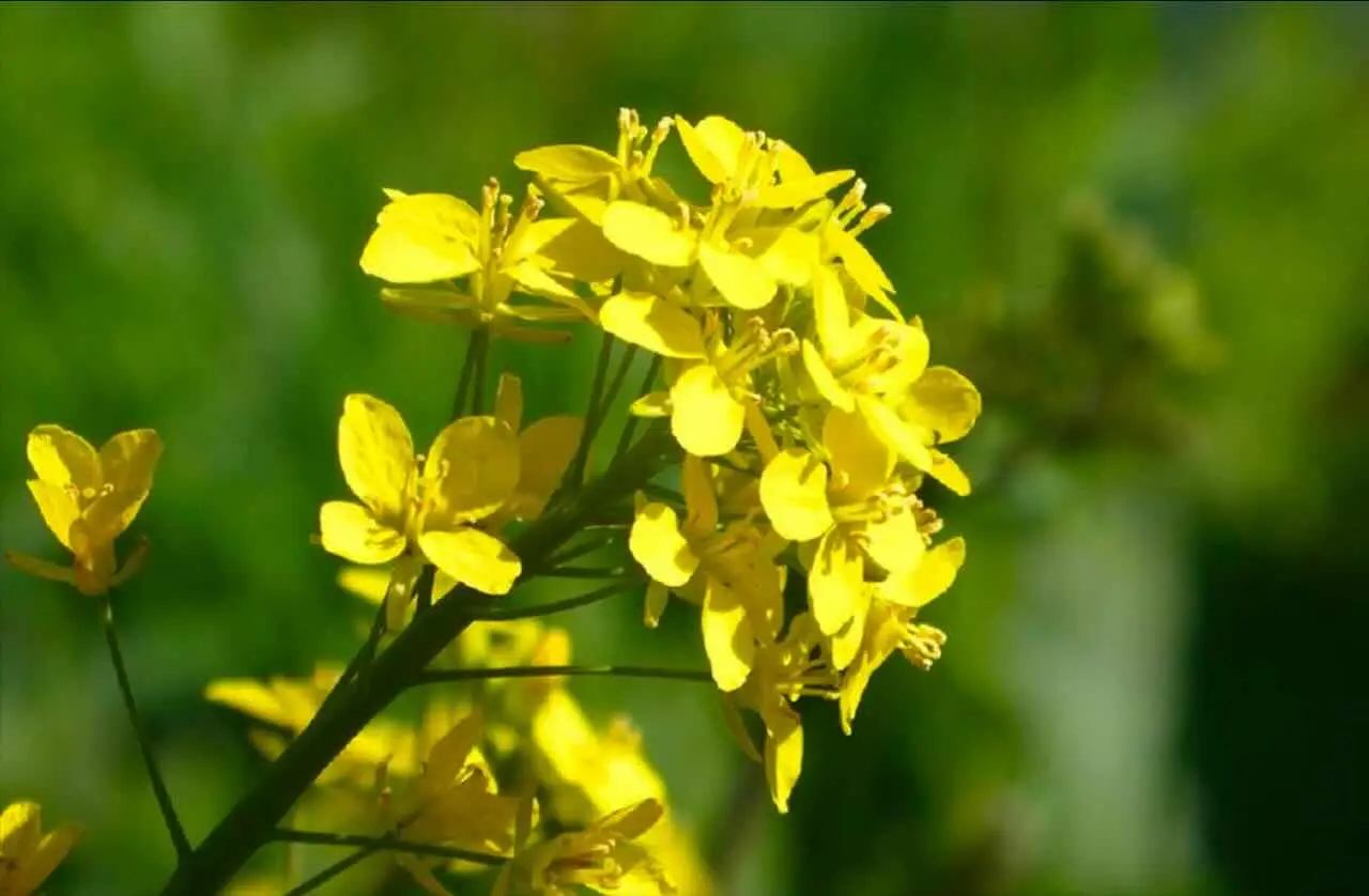 Sperimenta la ruta: un vegetale poco noto che salva le piante da visite indesiderate
