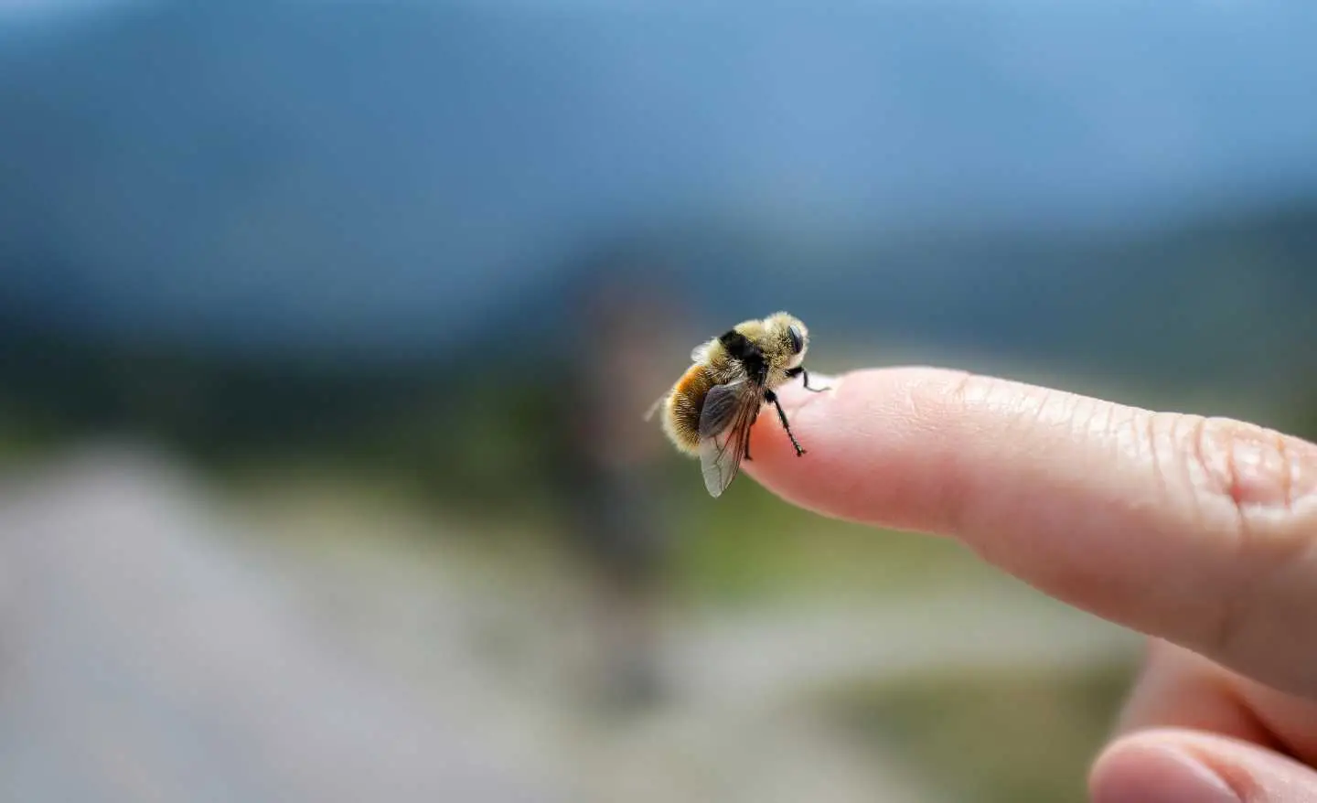 Sei curioso di sapere quali fiori attirano meno api e vespe? Ecco le varietà ideali