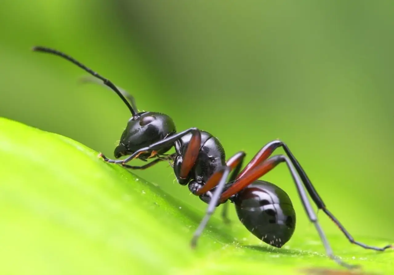 Prendi subito il comando contro le formiche: prepara uno spray naturale con aceto e limone