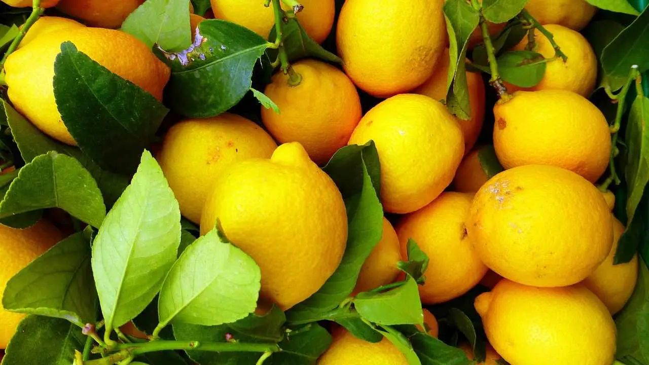 Piante di limoni a rischio insetti? L’insetticida naturale che funziona davvero
