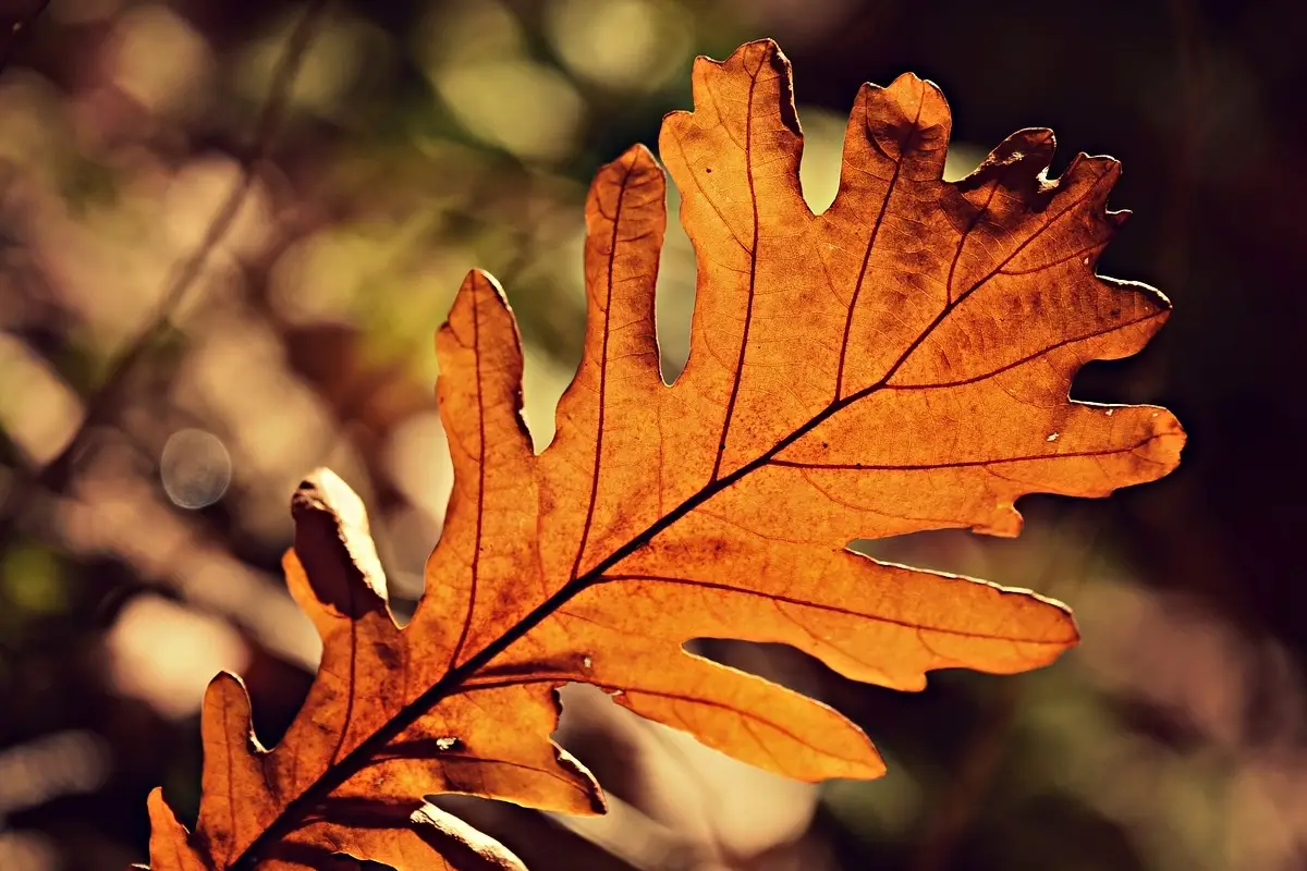 Foglie secche come concime: il trucco per trasformarle da seccatura a nutrimento prezioso