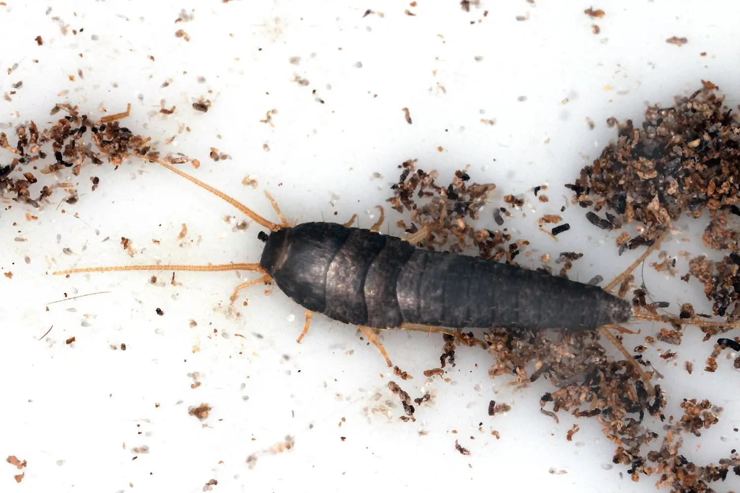 Animaletti della muffa in casa: cosa sono, perché compaiono e come liberarsene in modo efficace