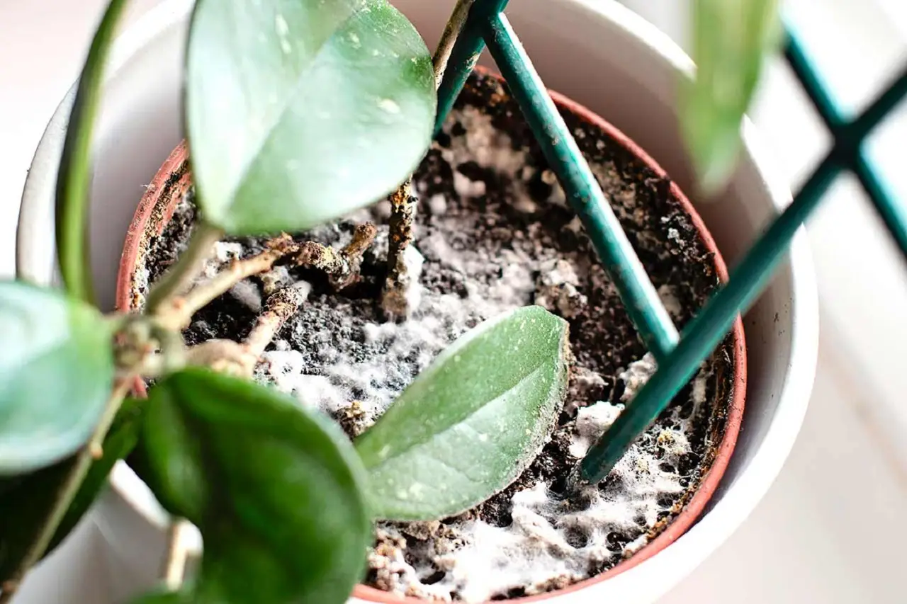 Trucchi semplici per mantenere l'umidità dei vasi: come far vivere meglio le tue piante in casa