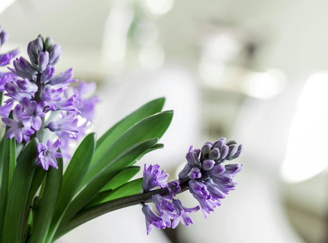 Depurare l’aria in casa: soluzioni naturali e tecnologiche per migliorare il benessere quotidiano Depurare l’aria in casa: soluzioni naturali e tecnologiche per migliorare il benessere quotidiano