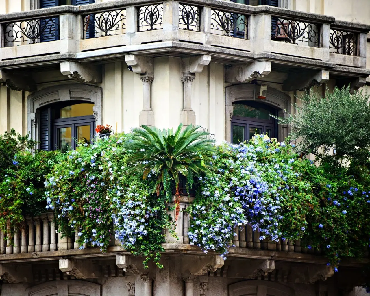 Come evitare muffa nei sottovasi in estate: il trucco dei botanici per balconi sani Come evitare muffa nei sottovasi in estate: il trucco dei botanici per balconi sani