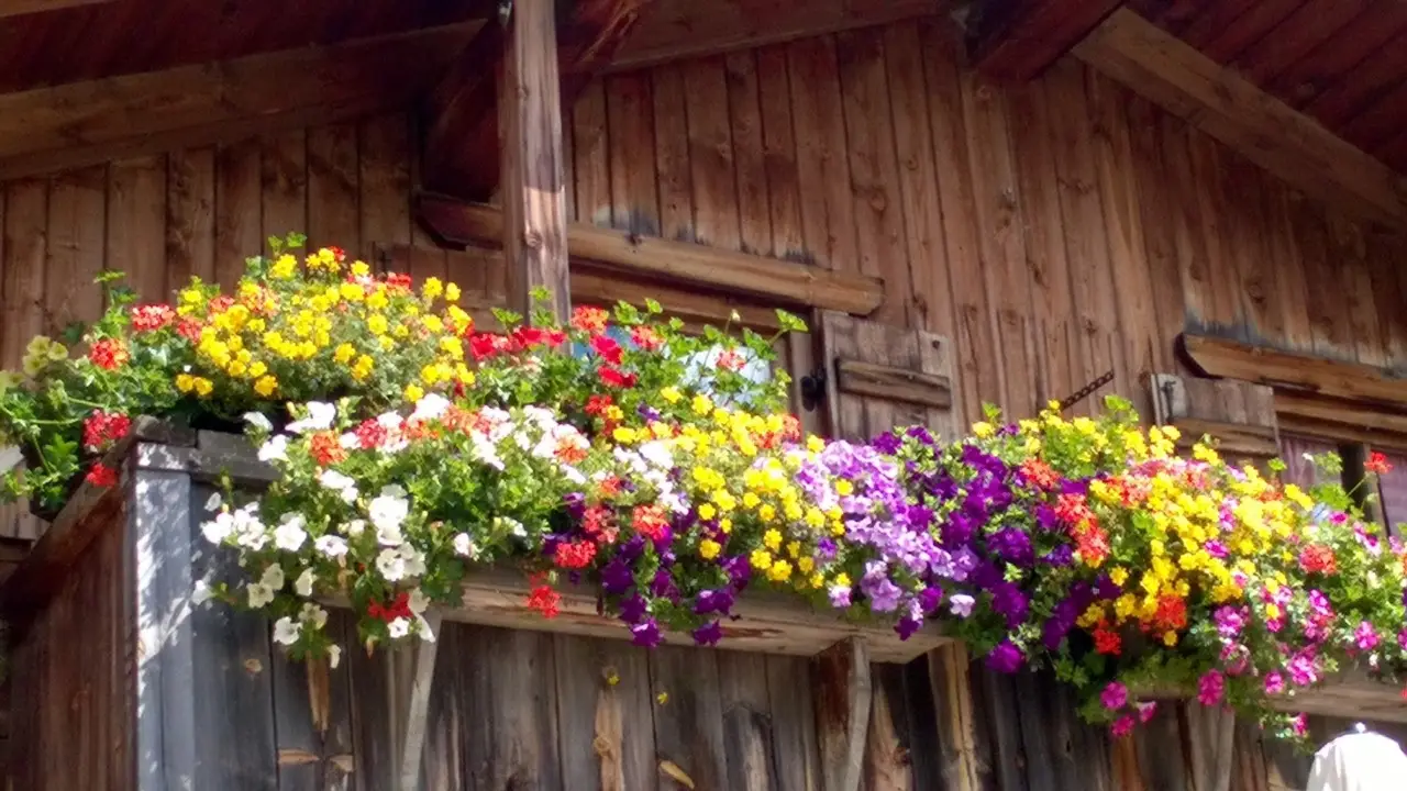 Come evitare muffa nei sottovasi in estate: il trucco dei botanici per balconi sani Come evitare muffa nei sottovasi in estate: il trucco dei botanici per balconi sani