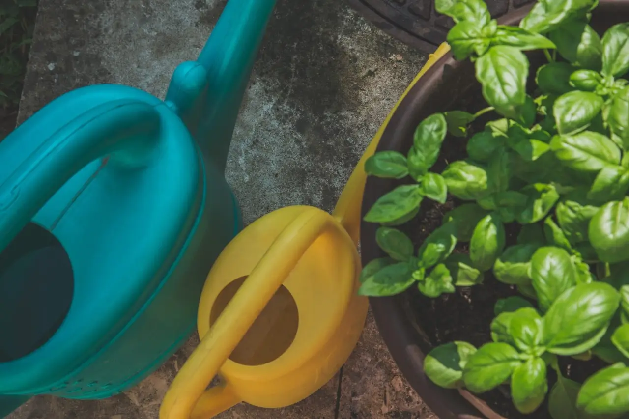 5 strategie per proteggere le radici delle piante dal caldo di giugno secondo gli agricoltori 5 strategie per proteggere le radici delle piante dal caldo di giugno secondo gli agricoltori