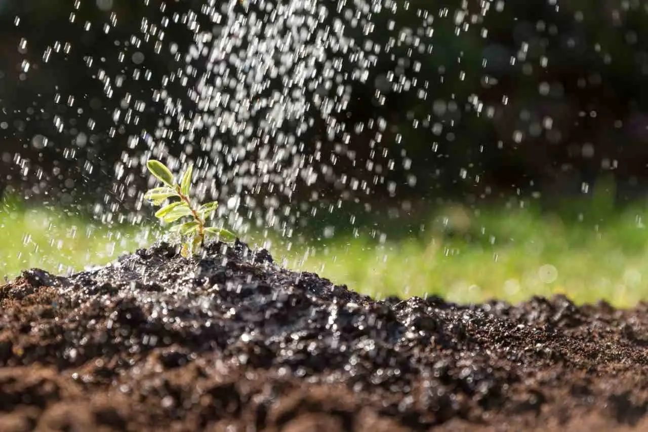 5 strategie per proteggere le radici delle piante dal caldo di giugno secondo gli agricoltori 5 strategie per proteggere le radici delle piante dal caldo di giugno secondo gli agricoltori