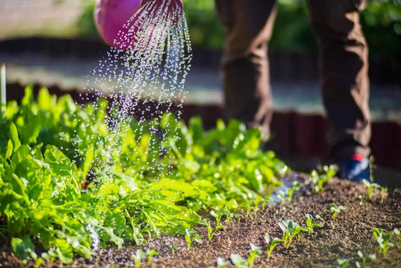 5 strategie per proteggere le radici delle piante dal caldo di giugno secondo gli agricoltori 5 strategie per proteggere le radici delle piante dal caldo di giugno secondo gli agricoltori