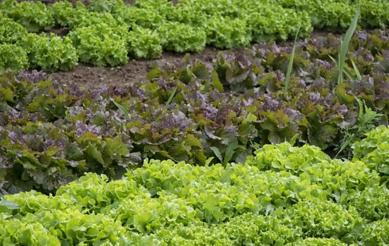Vuoi un raccolto di insalata continuo? Scopri la rotazione varietale consigliata dagli agronomi per giugno Vuoi un raccolto di insalata continuo? Scopri la rotazione varietale consigliata dagli agronomi per giugno