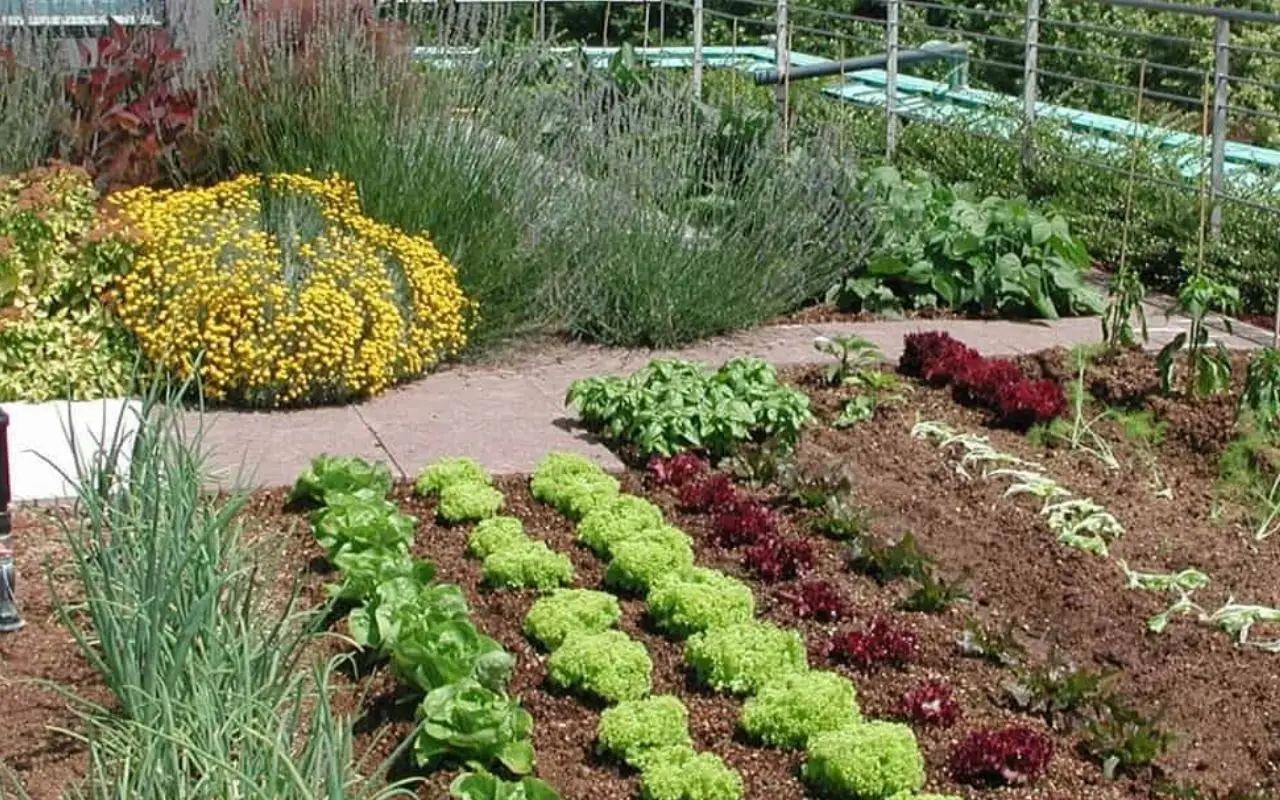 Vuoi un raccolto di insalata continuo? Scopri la rotazione varietale consigliata dagli agronomi per giugno Vuoi un raccolto di insalata continuo? Scopri la rotazione varietale consigliata dagli agronomi per giugno