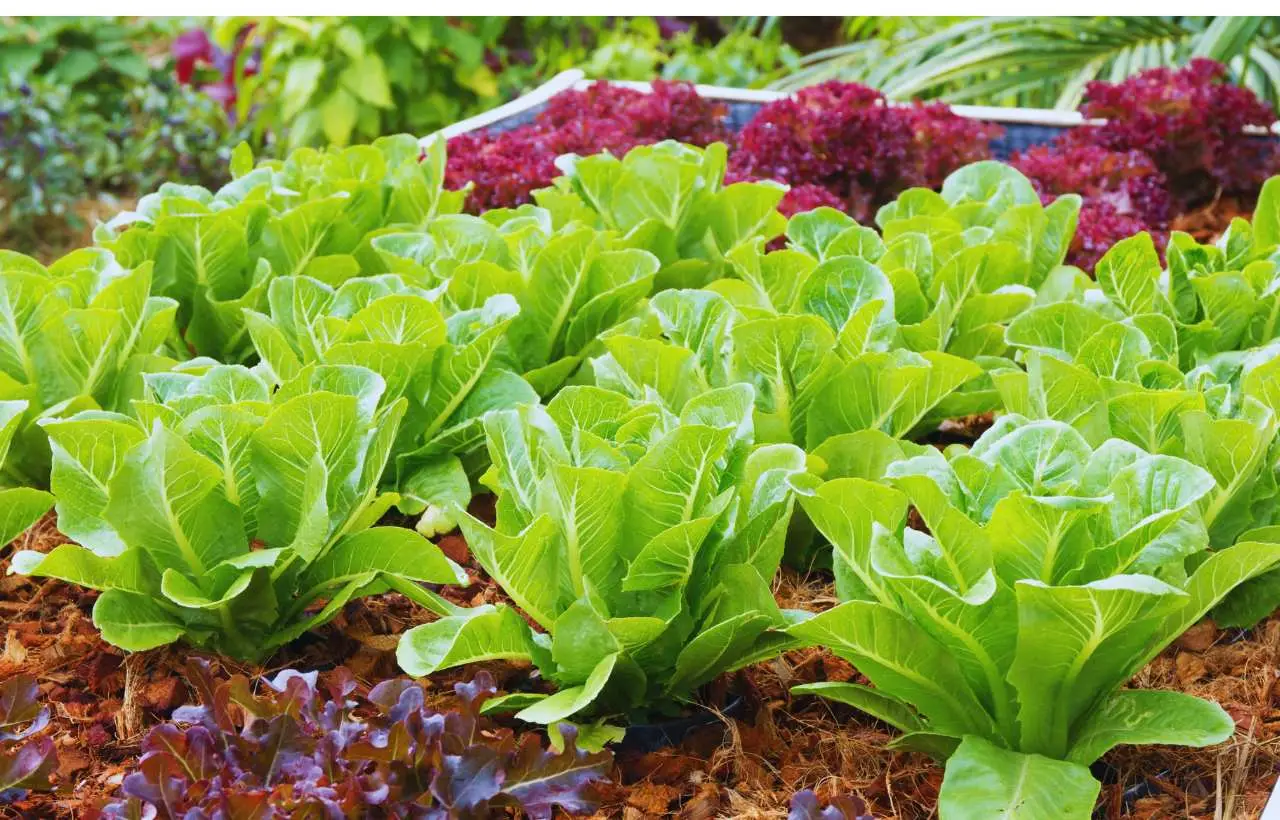 Vuoi un raccolto di insalata continuo? Scopri la rotazione varietale consigliata dagli agronomi per giugno Vuoi un raccolto di insalata continuo? Scopri la rotazione varietale consigliata dagli agronomi per giugno