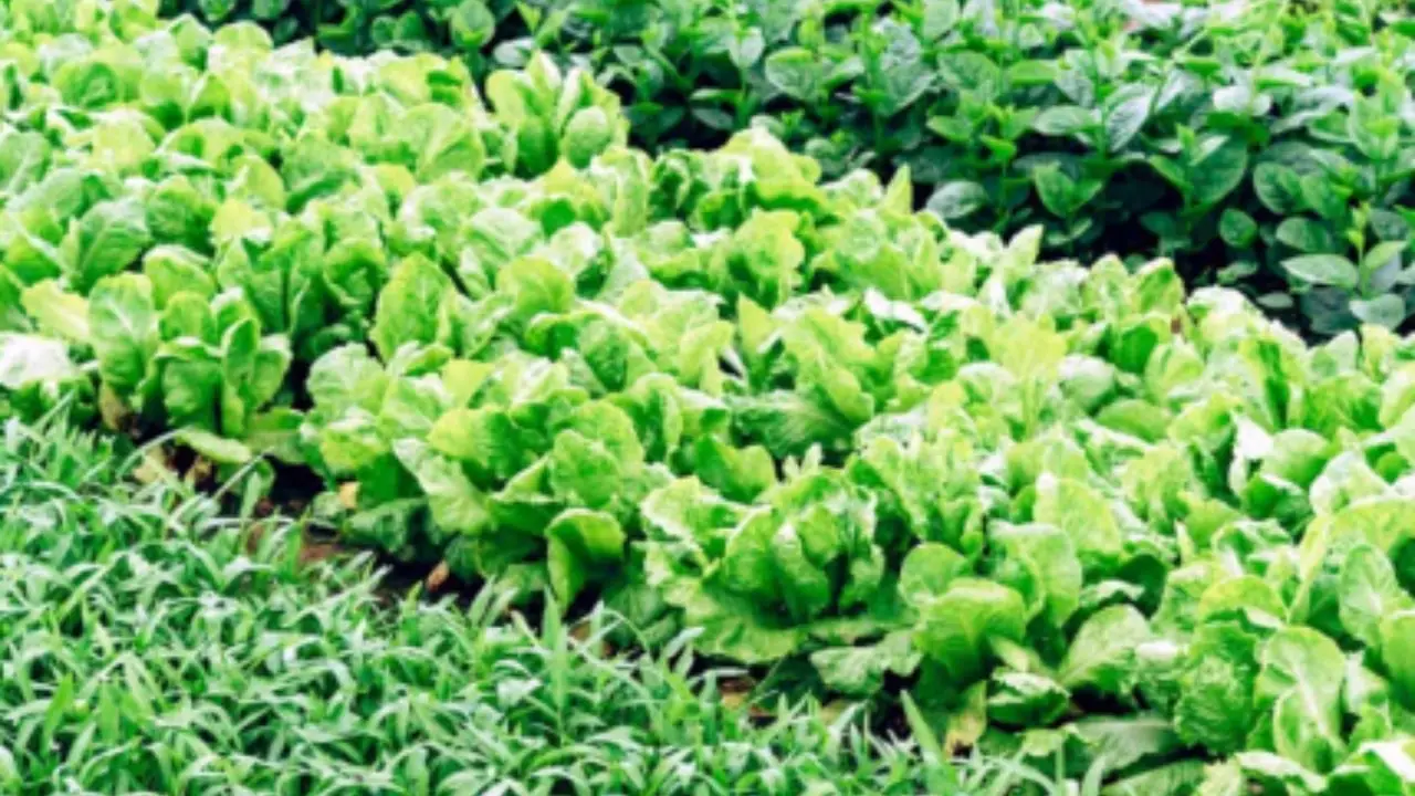 Vuoi un raccolto di insalata continuo? Scopri la rotazione varietale consigliata dagli agronomi per giugno Vuoi un raccolto di insalata continuo? Scopri la rotazione varietale consigliata dagli agronomi per giugno