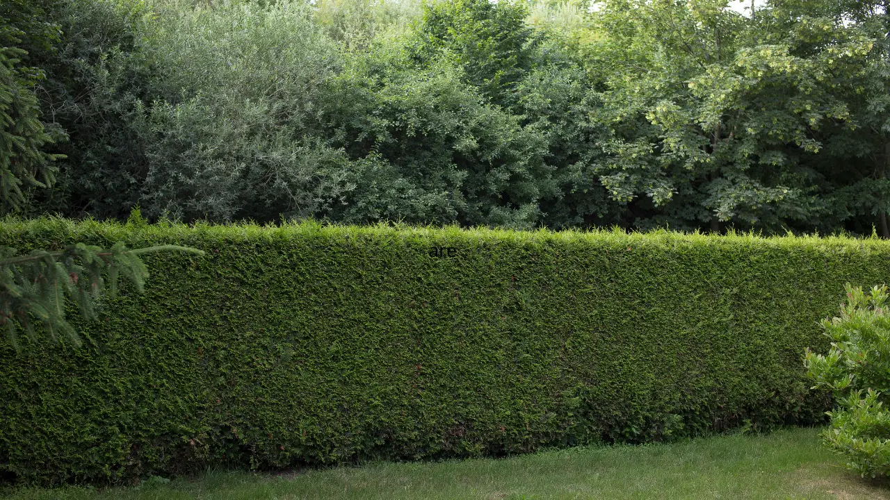 Come creare una barriera verde contro il vento: le varietà di arbusti selezionate dai vivaisti per terrazzi esposti Come creare una barriera verde contro il vento: le varietà di arbusti selezionate dai vivaisti per terrazzi esposti