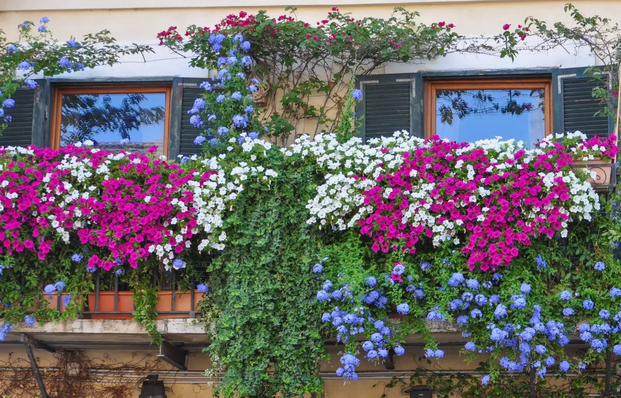 Come creare una barriera verde contro il vento: le varietà di arbusti selezionate dai vivaisti per terrazzi esposti Come creare una barriera verde contro il vento: le varietà di arbusti selezionate dai vivaisti per terrazzi esposti