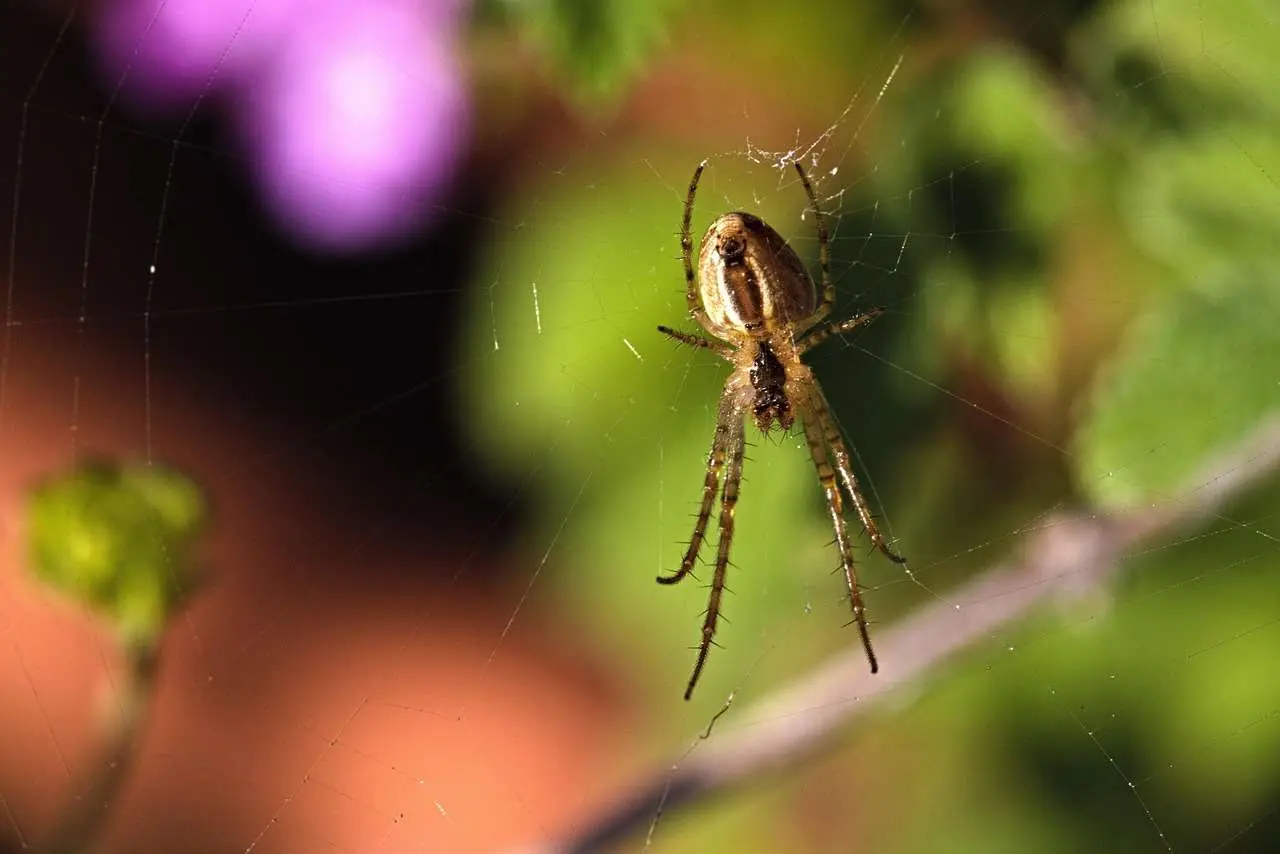 Il metodo naturale per allontanare i ragni dagli angoli esterni: la soluzione dei biologi per verande sicure Il metodo naturale per allontanare i ragni dagli angoli esterni: la soluzione dei biologi per verande sicure