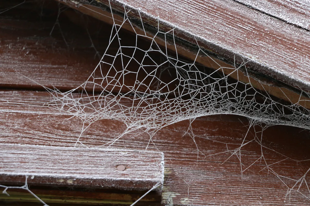 Il metodo naturale per allontanare i ragni dagli angoli esterni: la soluzione dei biologi per verande sicure Il metodo naturale per allontanare i ragni dagli angoli esterni: la soluzione dei biologi per verande sicure