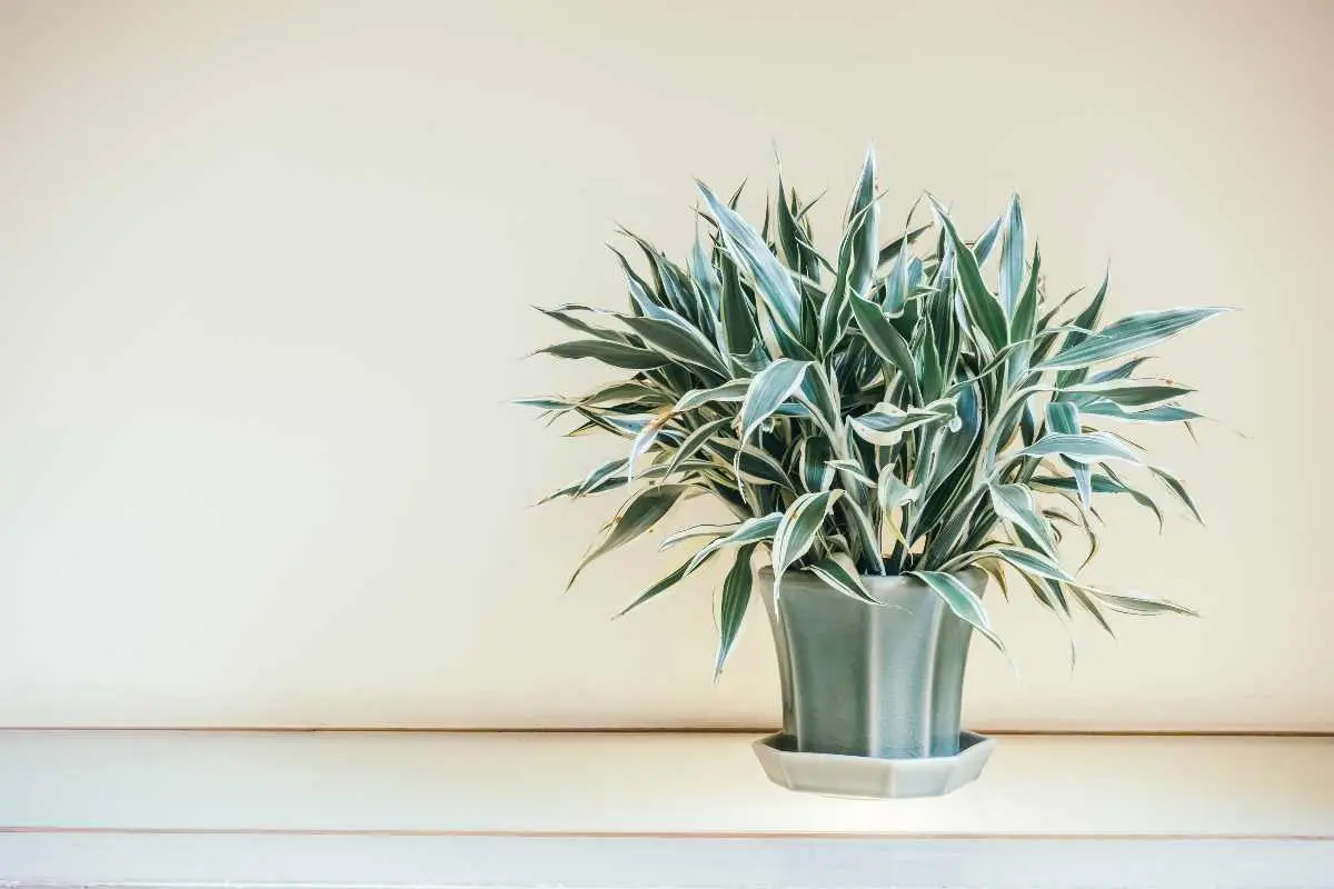 Scopri la pianta che purifica l’aria in casa e resiste al caldo estivo: la selezione botanica per il 2025 Scopri la pianta che purifica l’aria in casa e resiste al caldo estivo: la selezione botanica per il 2025