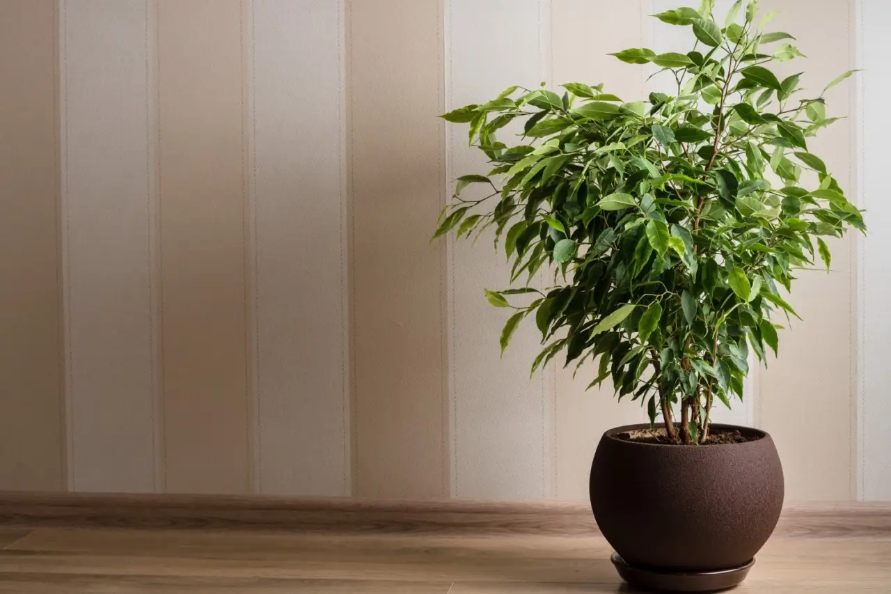 Scopri la pianta che purifica l’aria in casa e resiste al caldo estivo: la selezione botanica per il 2025 Scopri la pianta che purifica l’aria in casa e resiste al caldo estivo: la selezione botanica per il 2025