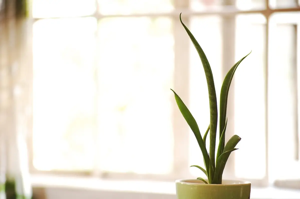 Scopri la pianta che purifica l’aria in casa e resiste al caldo estivo: la selezione botanica per il 2025 Scopri la pianta che purifica l’aria in casa e resiste al caldo estivo: la selezione botanica per il 2025