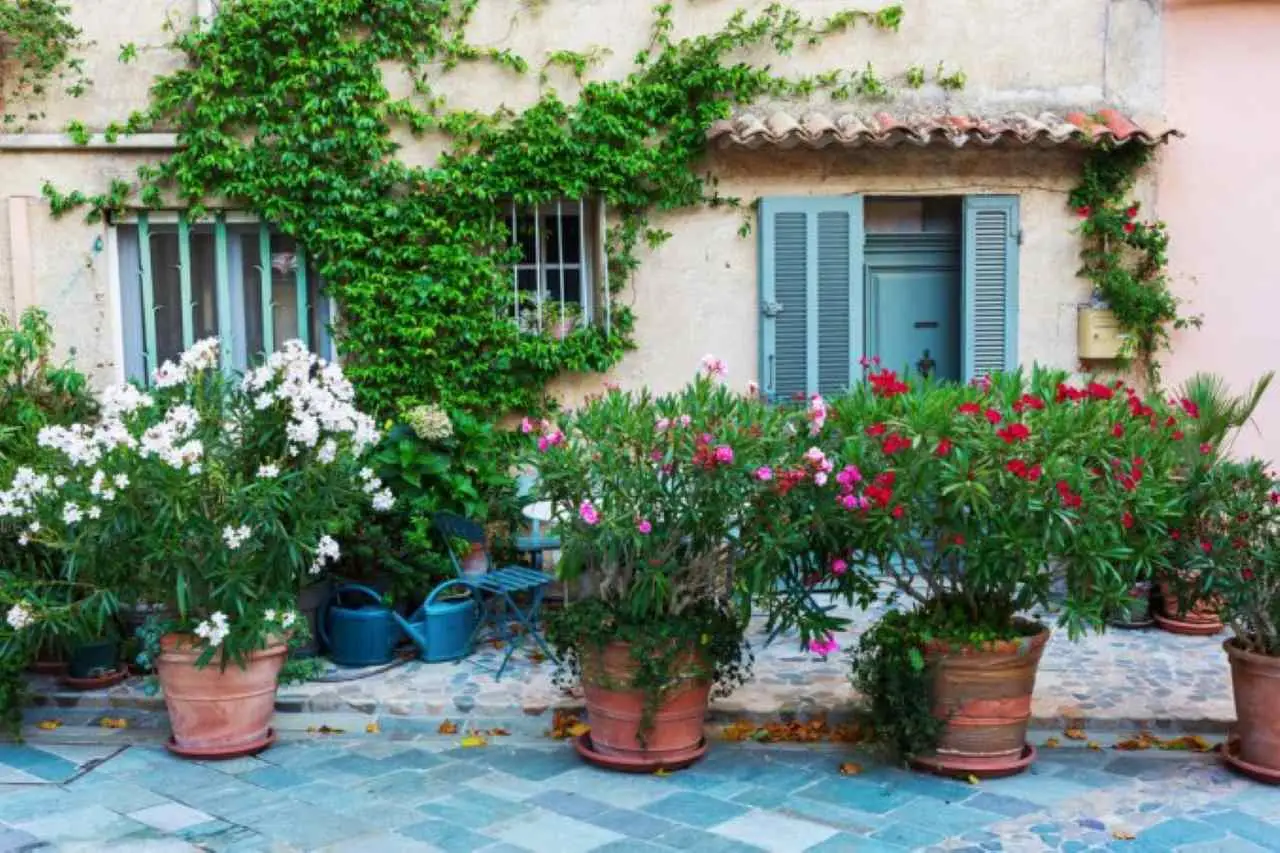 Come profumare l’ingresso di casa con piante ornamentali: i consigli dei paesaggisti per l’estate Come profumare l’ingresso di casa con piante ornamentali: i consigli dei paesaggisti per l’estate