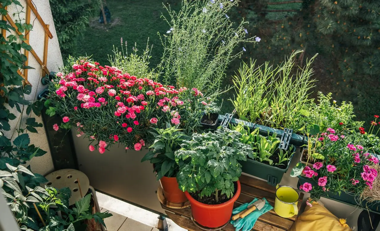 5 trucchi per ridurre subito l’umidità nei vasi a giugno: la soluzione dei botanici per balconi sani 5 trucchi per ridurre subito l’umidità nei vasi a giugno: la soluzione dei botanici per balconi sani